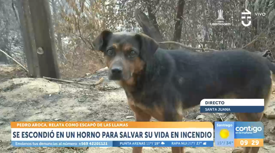Hombre se escondió en un horno con su perro para salvar su vida en incendio. Captura de Contigo en la mañana de Chilevisión.